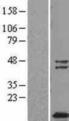 Western Blot: TUSC2 Overexpression Lysate [NBL1-17454]