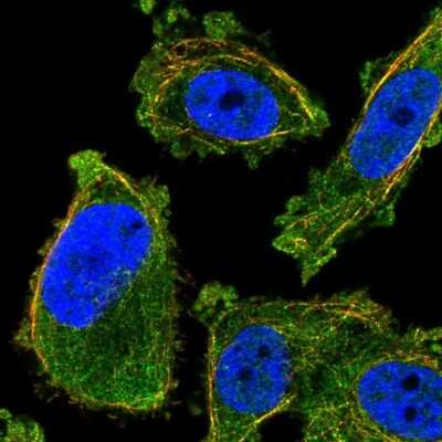 Immunocytochemistry/ Immunofluorescence: TUSC4 Antibody [NBP1-82537]