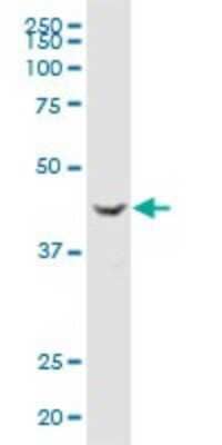 Western Blot: TUSC4 Antibody [H00010641-B01P]