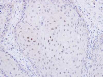 Immunohistochemistry-Paraffin: TWA1 Antibody [NBP1-32596]