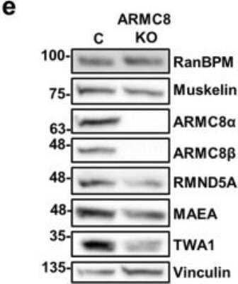 Western Blot: TWA1 Antibody [NBP1-32596]