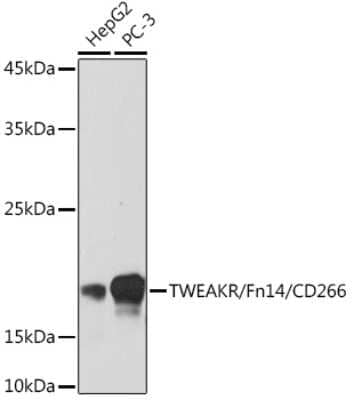 Western Blot: TWEAK R/TNFRSF12 Antibody (1G4T3) [NBP3-16621]