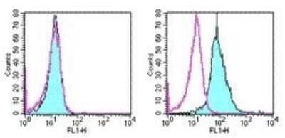 Flow Cytometry: TWEAK R/TNFRSF12 Antibody (ITEM-4) - BSA Free [NBP2-00409]