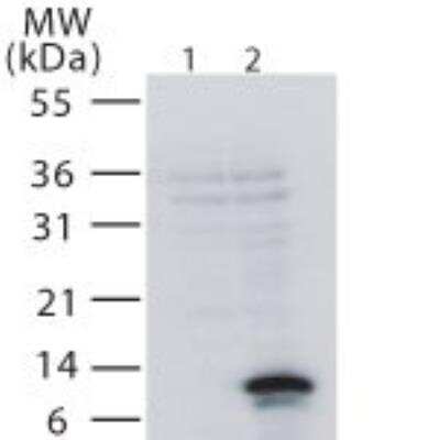 Western Blot: TWEAK R/TNFRSF12 Antibody [NB100-56636]