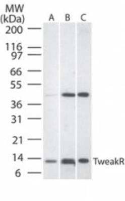 Western Blot: TWEAK R/TNFRSF12 Antibody [NB100-56636]