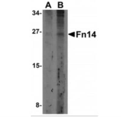 Western Blot: TWEAK R/TNFRSF12 AntibodyBSA Free [NBP2-34499]