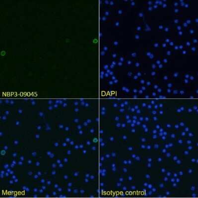 Immunocytochemistry/ Immunofluorescence: TWEAK/TNFSF12 Antibody (MTW-1) - Chimeric - Azide and BSA Free [NBP3-09045]