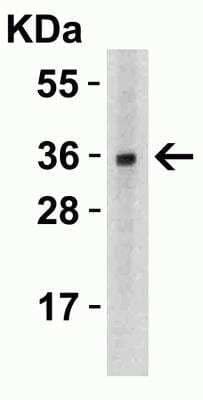 Western Blot: TWEAK/TNFSF12 AntibodyBSA Free [NBP1-76695]