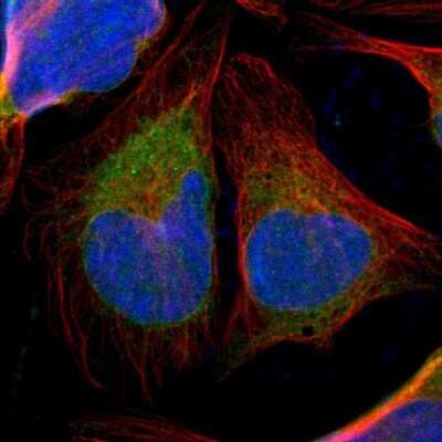 Immunocytochemistry/ Immunofluorescence: TXNDC Antibody [NBP1-87306]