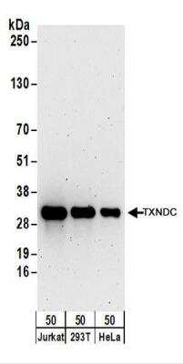 Western Blot: TXNDC Antibody [NBP2-22328]