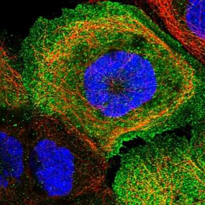 Immunocytochemistry/ Immunofluorescence: TXNDC11 Antibody [NBP1-83994]