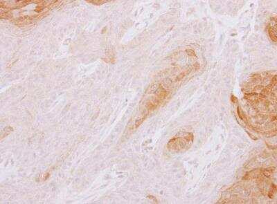 Immunohistochemistry-Paraffin: TXNDC3 Antibody [NBP1-33142]