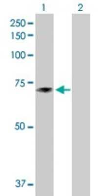 Western Blot: TXNDC3 Antibody [H00051314-B01P]