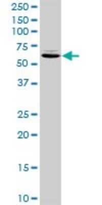 Western Blot: TXNDC3 Antibody [H00051314-D01P]