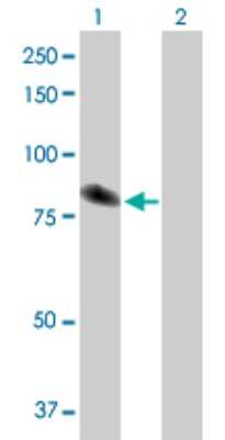 Western Blot: TXNDC3 Antibody [H00051314-D01P]