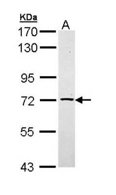 Western Blot: TXNDC3 Antibody [NBP1-33142]