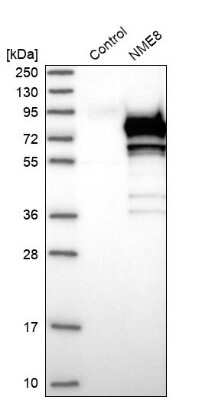 Western Blot: TXNDC3 Antibody [NBP1-85616]