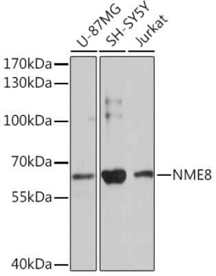 Western Blot: TXNDC3 AntibodyAzide and BSA Free [NBP3-15525]