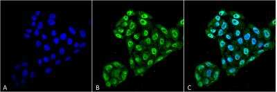 Immunocytochemistry/ Immunofluorescence: TXNDC5 Antibody (2E7/7) [NBP2-22414]