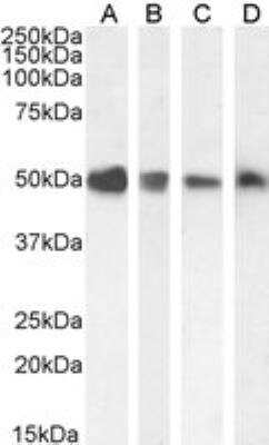 Western Blot: TXNDC5 Antibody [NB100-1452]