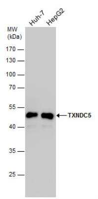 Western Blot: TXNDC5 Antibody [NBP2-20764]