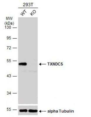 Western Blot: TXNDC5 Antibody [NBP2-20764]