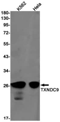 Western Blot: TXNDC9 Antibody (S04-4H8) [NBP3-19796]