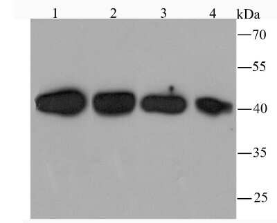 Western Blot: TXNIP Antibody (JM60-35) [NBP2-75692]