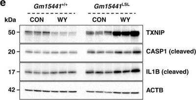 Western Blot: TXNIP Antibody (JY2)Azide and BSA Free [NBP1-54578]