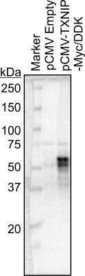 Western Blot: TXNIP Antibody (JY2)Azide and BSA Free [NBP2-81001]