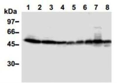 Western Blot: TXNIP Antibody (JY2)Azide and BSA Free [NBP2-81001]