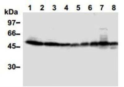 Western Blot: TXNIP Antibody (JY2)Azide and BSA Free [NBP1-54578]