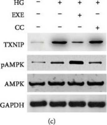 Western Blot: TXNIP Antibody (JY2)Azide and BSA Free [NBP1-54578]