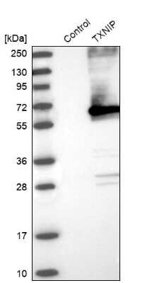 Western Blot: TXNIP Antibody [NBP1-84784]