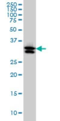 Western Blot: TXNL1 Antibody (1A10) [H00009352-M01]