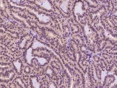 Immunohistochemistry-Paraffin: TXNL1 Antibody [NBP2-99643]
