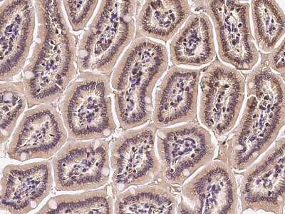 Immunohistochemistry-Paraffin: TXNL1 Antibody [NBP2-99643]