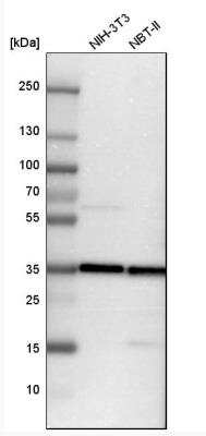 Western Blot: TXNL1 Antibody [NBP1-86899]