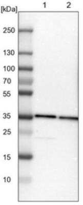 Western Blot: TXNL1 Antibody [NBP1-86900]