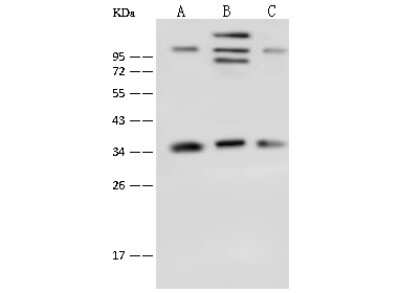 Western Blot: TXNL1 Antibody [NBP2-99643]