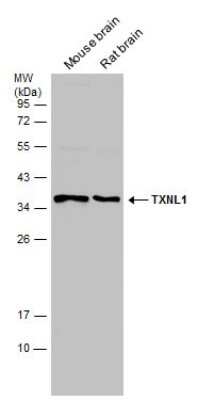 Western Blot: TXNL1 Antibody [NBP3-13213]