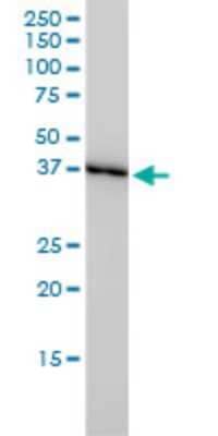 Western Blot: Glutaredoxin 3/GLRX3 Antibody (4B5-2A8) [H00010539-M01]