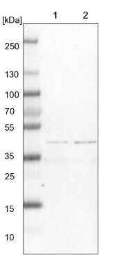 Western Blot: Glutaredoxin 3/GLRX3 Antibody [NBP1-90021]