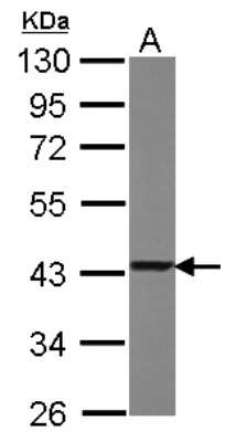 Western Blot: Glutaredoxin 3/GLRX3 Antibody [NBP2-20767]