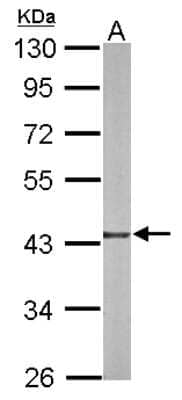 Western Blot: Glutaredoxin 3/GLRX3 Antibody [NBP2-20767]