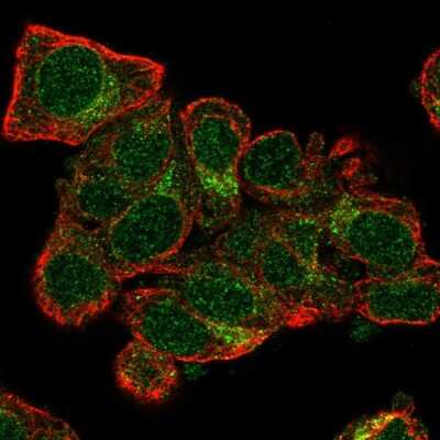 Immunocytochemistry/ Immunofluorescence: TXNL4A Antibody [NBP2-58953]