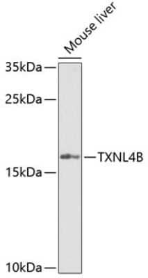 Western Blot: TXNL4B AntibodyBSA Free [NBP2-93577]