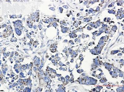 Immunohistochemistry-Paraffin: TXNRD2 Antibody (S02-2D6) [NBP3-19797]