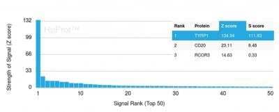 Protein Array: TYRP1 Antibody (TYRP1/3280)Azide and BSA Free [NBP2-79926]
