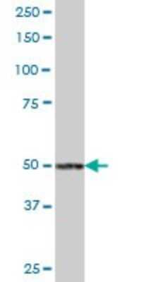 Western Blot: TYW1 Antibody [H00055253-B01P]